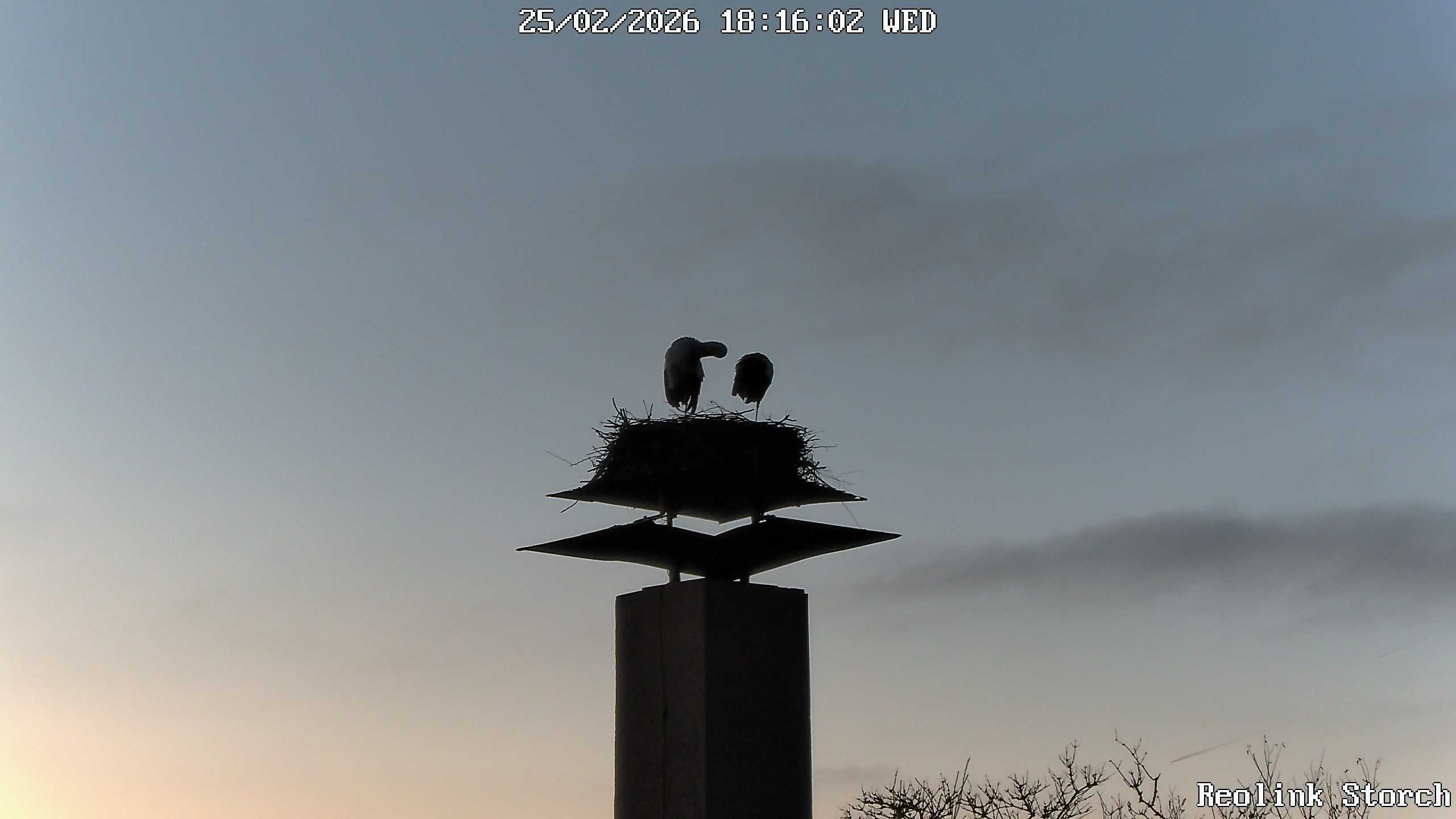 Storchencam Bild